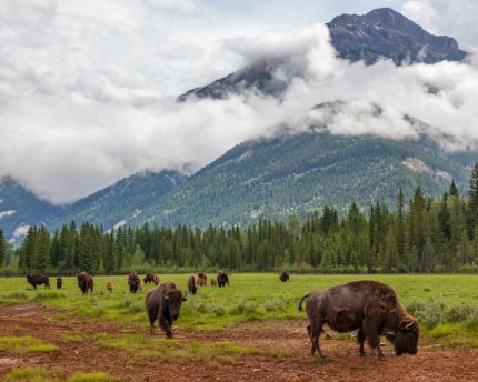 Earth Talk: What is the Field of Dreams theory? The reintroduction of bison can help restore biodiversity.